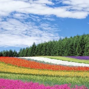 Meet your Posher, Nikiria